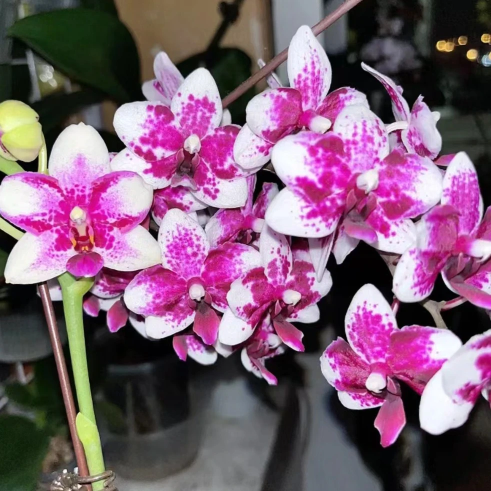 【两棵装】紫钻蝴蝶兰花苗不带花剑2.8寸杯（品种原因苗子小根少）