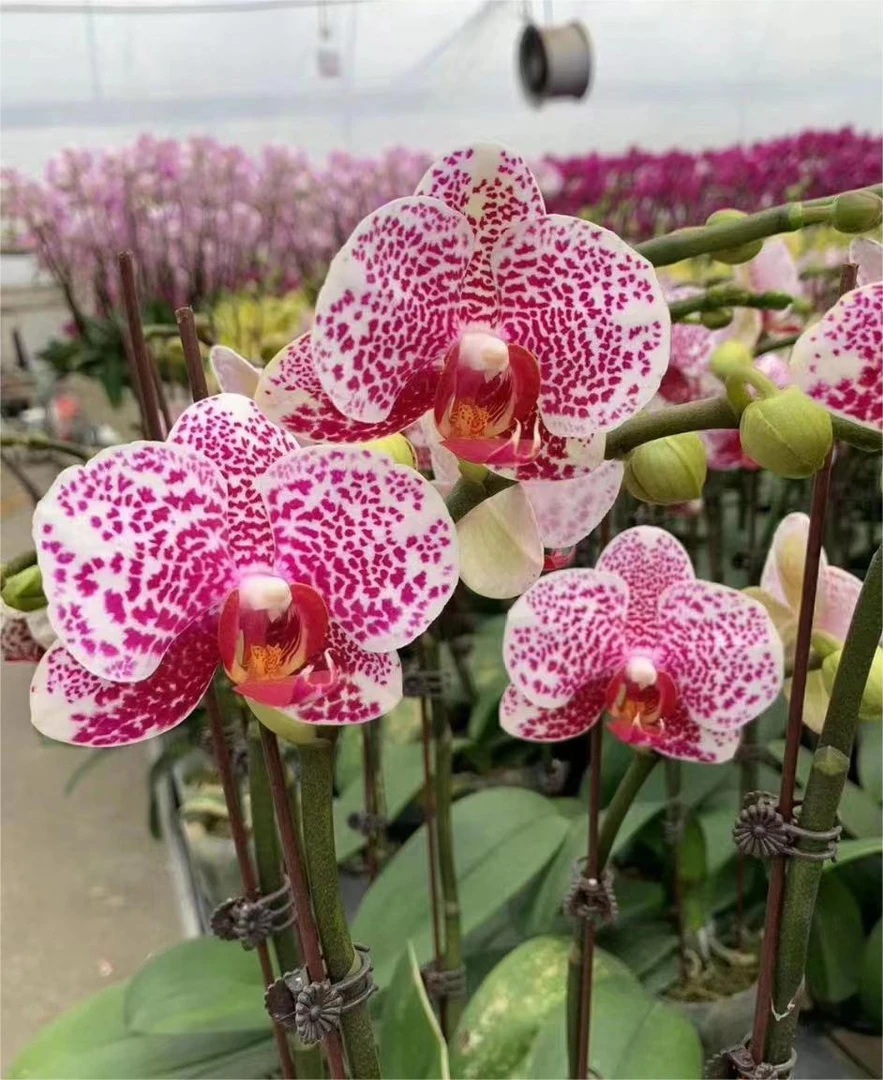 【带花剑】黑杰克蝴蝶兰花苗带花剑3.5寸杯