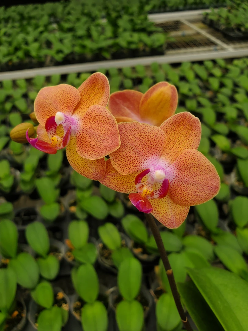 【新品 带花剑】星橙蝴蝶兰花苗带花剑2.8寸杯