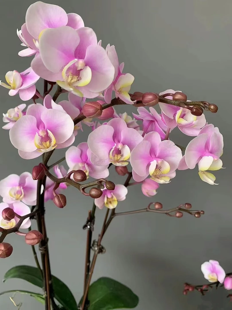 【带花剑】小梅花蝴蝶兰花苗带花剑2.8寸杯