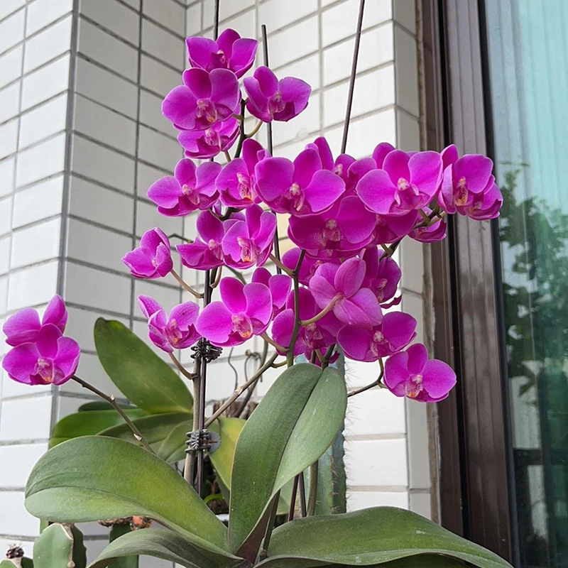 【带花剑】满天红胡蝶兰花苗带花剑2.8寸杯