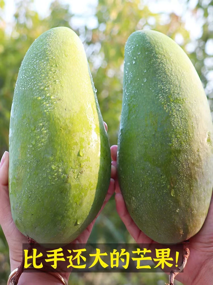 【大青芒纯甜】【生熟两吃放软后食用】进口大青芒金煌芒热带新鲜水果