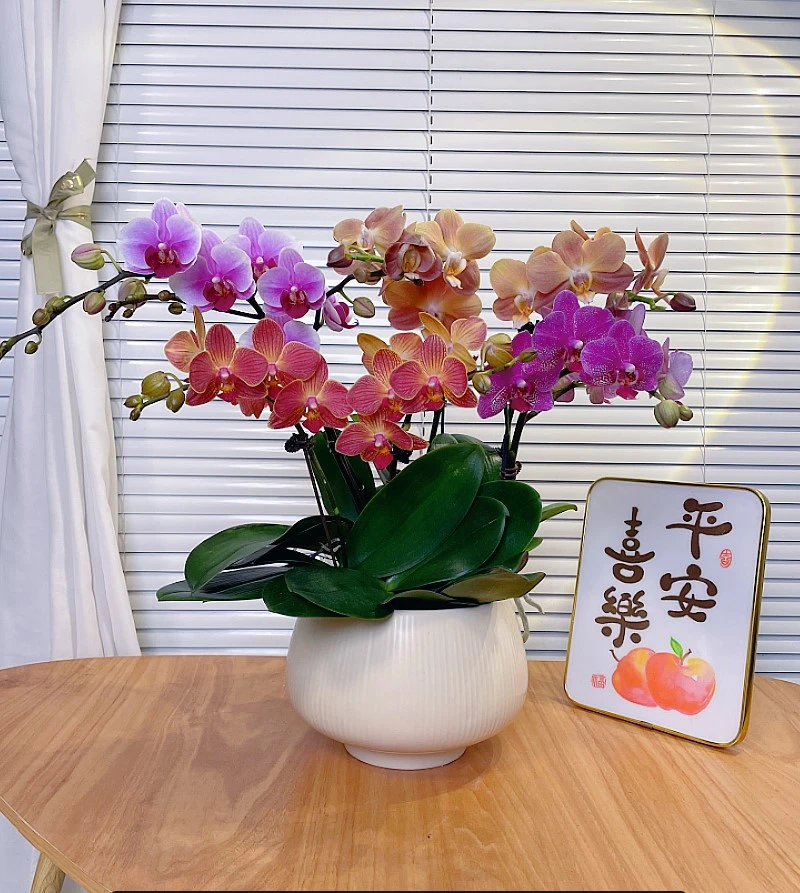 【全家福-蝴蝶兰】QX高端鲜花 定制款 易养花期长 送礼 家居摆件