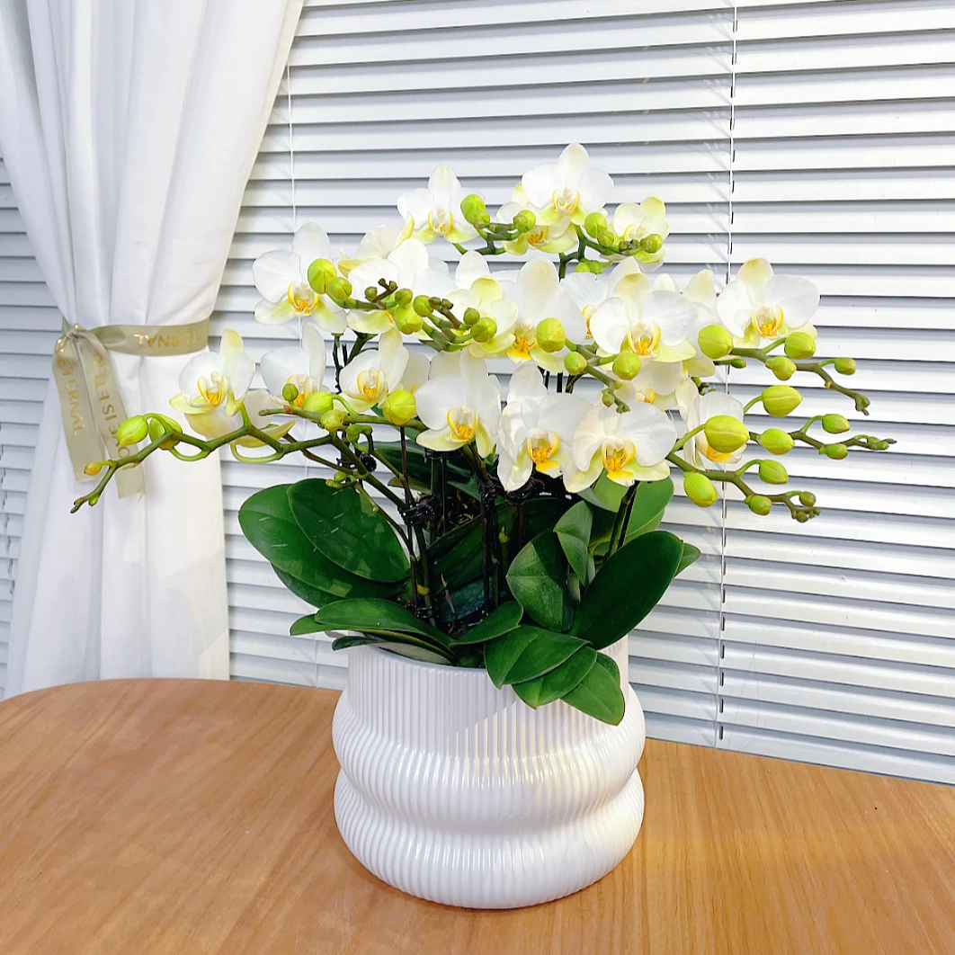 【洛桑-蝴蝶兰】鲜花绿植 中式 禅意 盆栽 送礼装饰 年宵花
