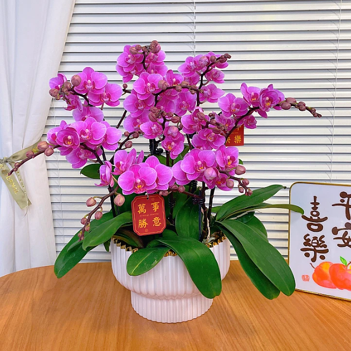 【紫霞-蝴蝶兰】QX鲜花绿植 中式 禅意 盆栽 送礼装饰 年宵花