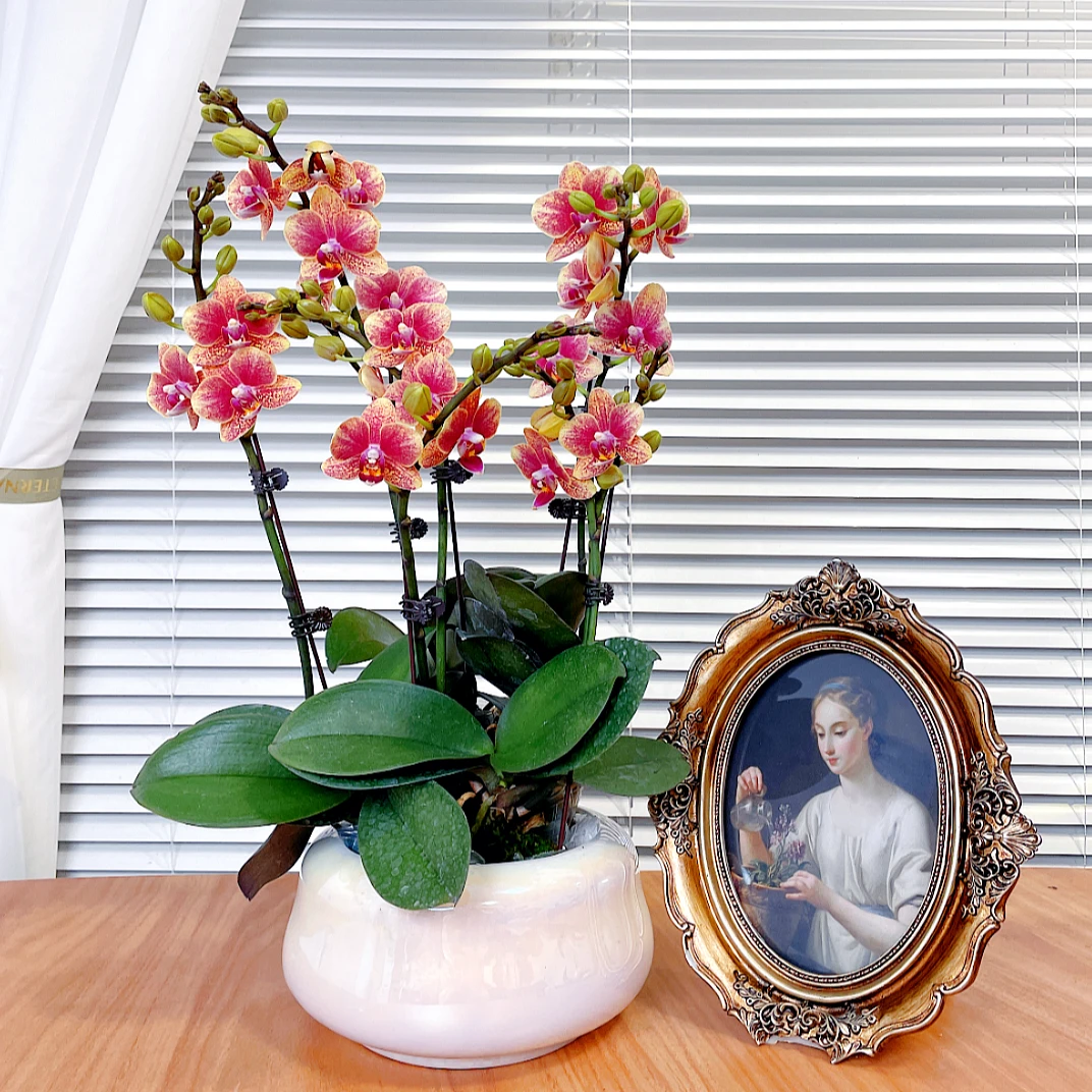 【金蝶-蝴蝶兰】鲜花绿植盆栽 室内观赏花 送礼装饰 年宵花