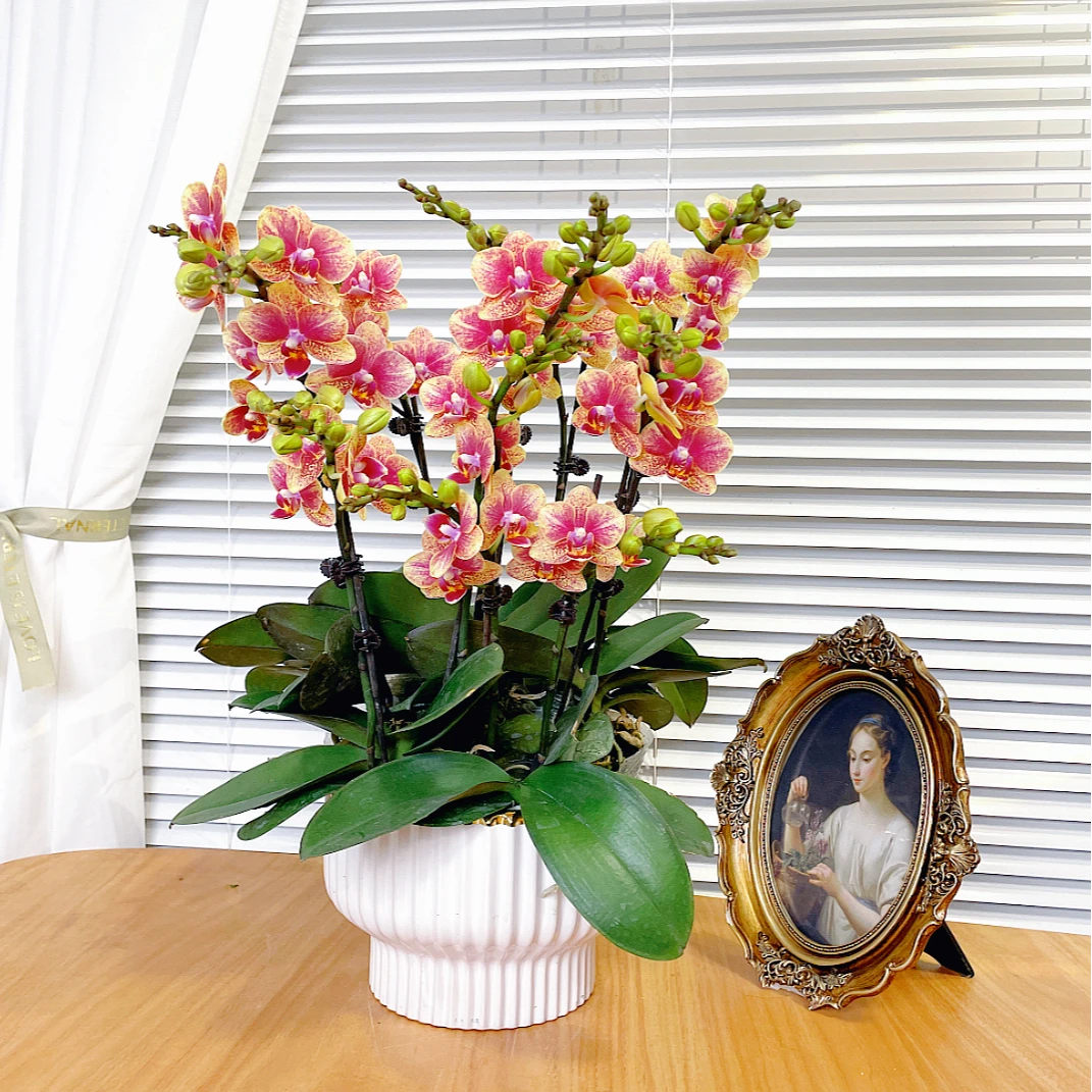 【金蝶-蝴蝶兰】鲜花绿植盆栽 室内观赏花 送礼家居装饰 年宵花