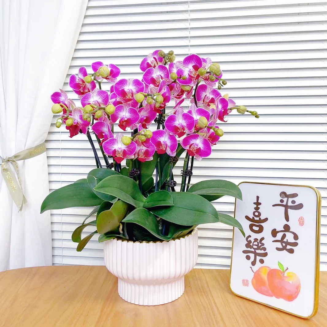 【天堂鸟-蝴蝶兰】鲜花绿植 中式 禅意 盆栽 送礼装饰 年宵花