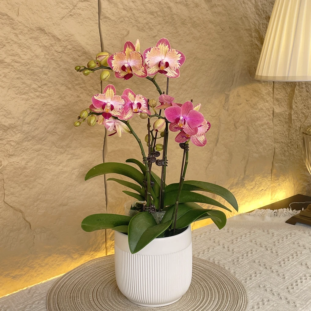 【浴火凤凰-蝴蝶兰】稀有品种 花色漂亮 易养花期长 送礼