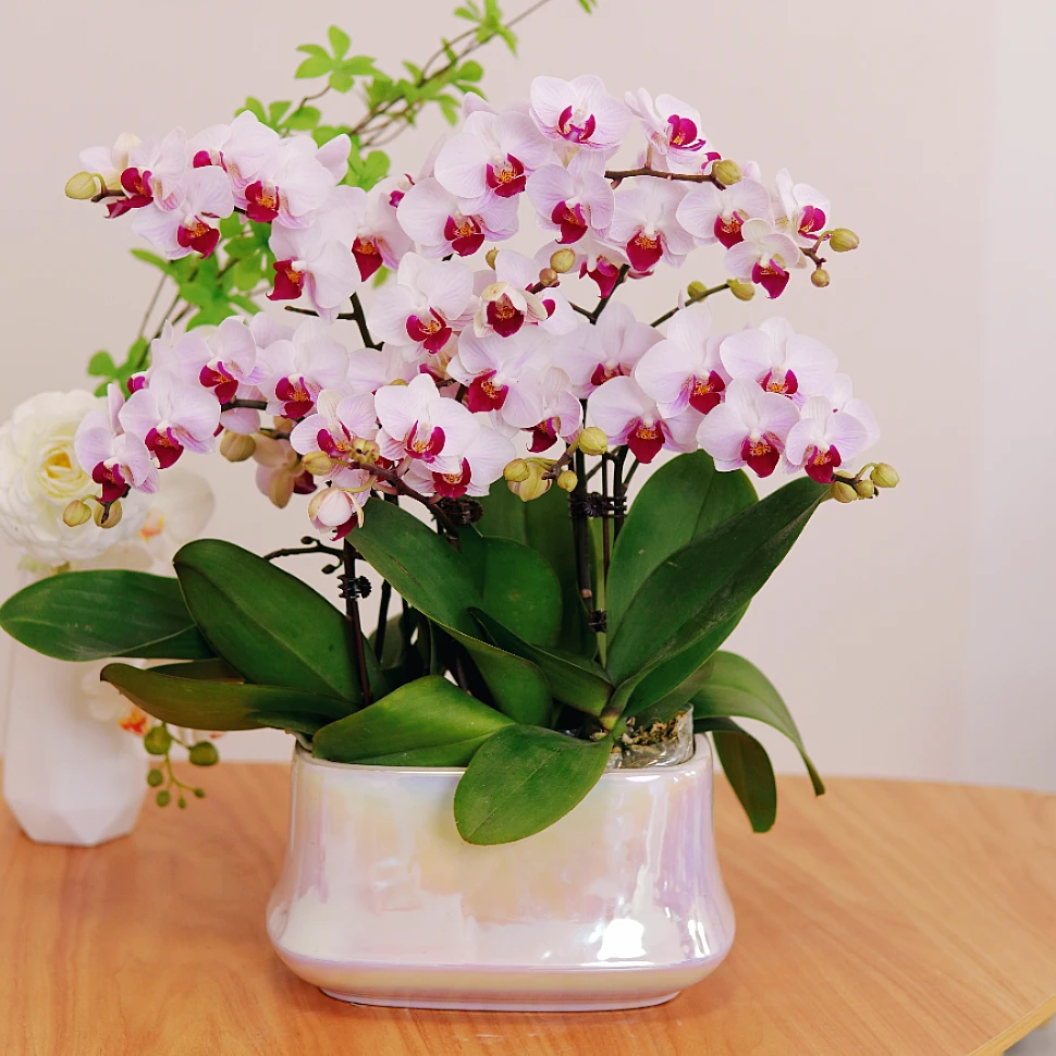 【粉红貂蝉-蝴蝶兰】K鲜花绿植 中式 禅意 盆栽 送礼装饰 年宵花
