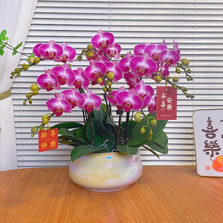【恭喜-蝴蝶兰】QX鲜花绿植 中式 禅意 盆栽 送礼装饰 年宵花