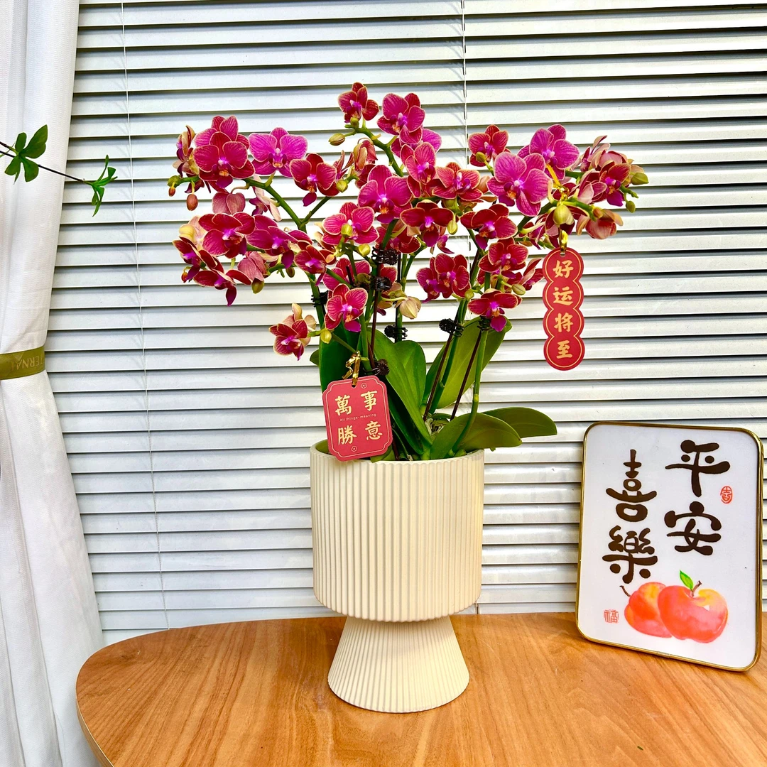 【金边玲珑-蝴蝶兰】QX鲜花绿植盆栽 室内观赏花 送礼装饰 年宵花