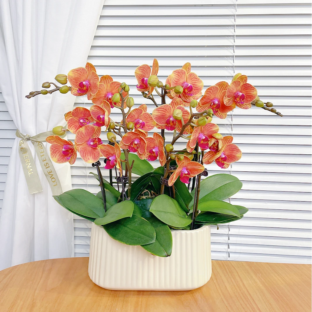 【吉利-蝴蝶兰】鲜花绿植 中式 禅意 盆栽 送礼装饰 年宵花