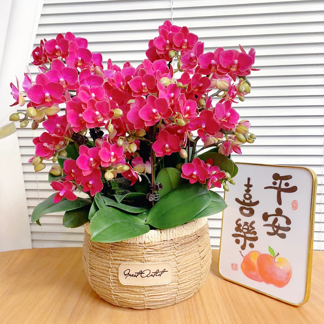 【红日-蝴蝶兰】鲜花绿植盆栽 室内观赏花 送礼装饰 年宵花