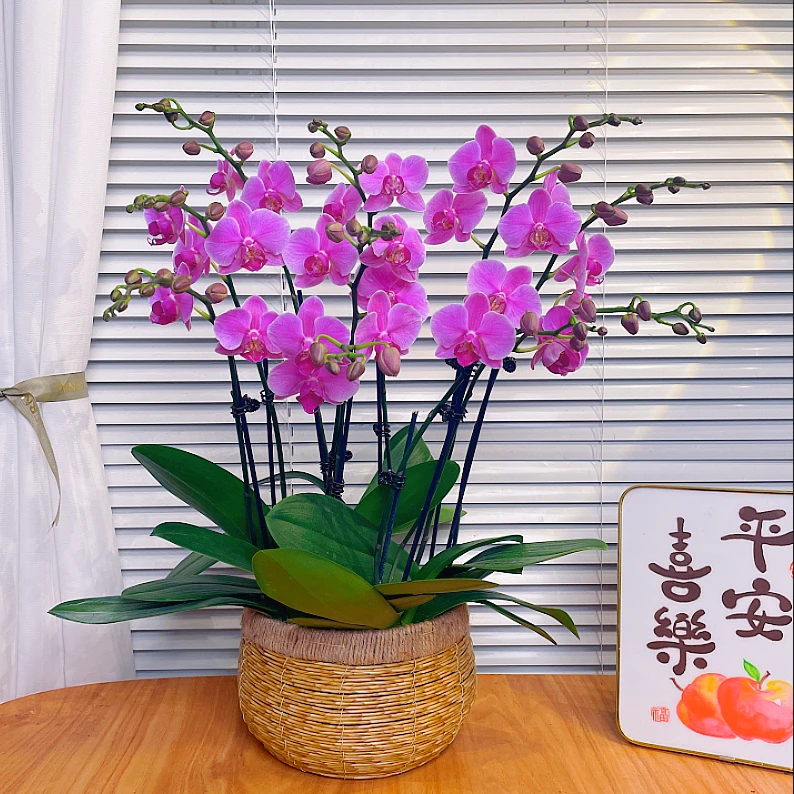 【粉蝶-蝴蝶兰】鲜花绿植 中式 禅意 盆栽 送礼装饰 年宵花