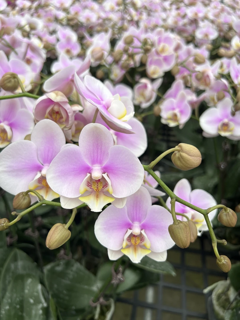 蝴蝶兰-【粉仙子】大花  鲜花 易养花期长