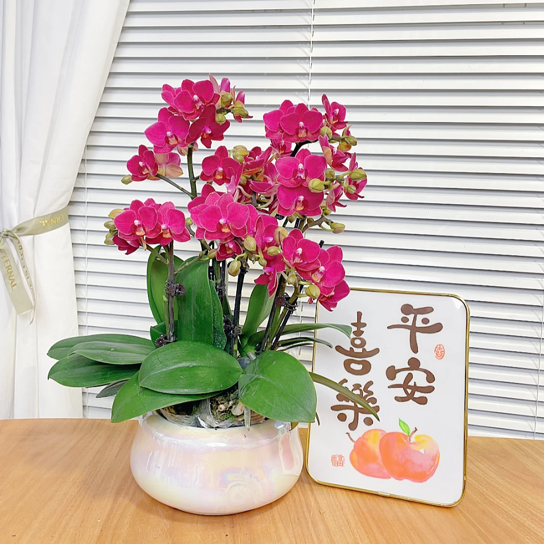 【红日-蝴蝶兰】鲜花绿植盆栽 室内观赏花 送礼家居装饰 年宵花