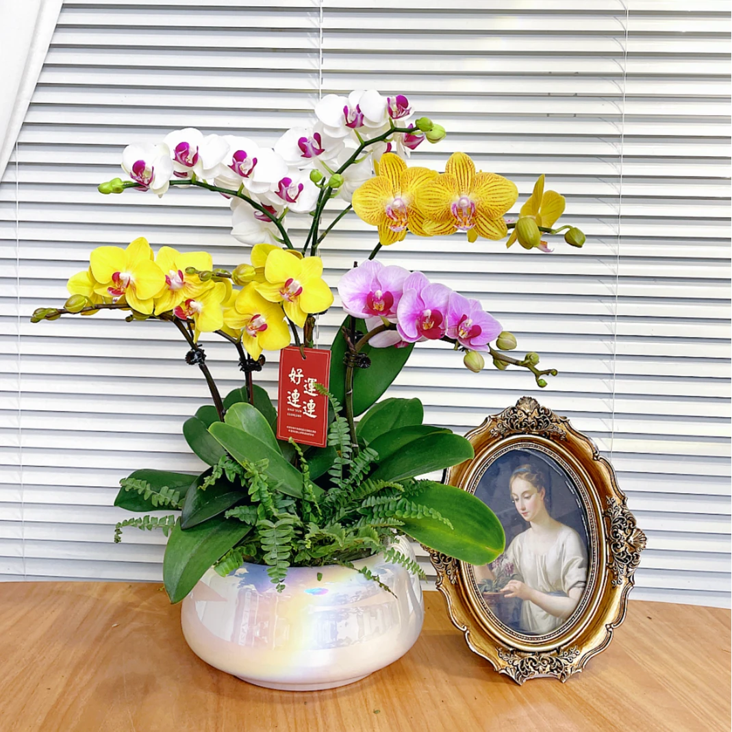 【全家福-蝴蝶兰】鲜花绿植盆栽 室内观赏花 送礼家居装饰 年宵花
