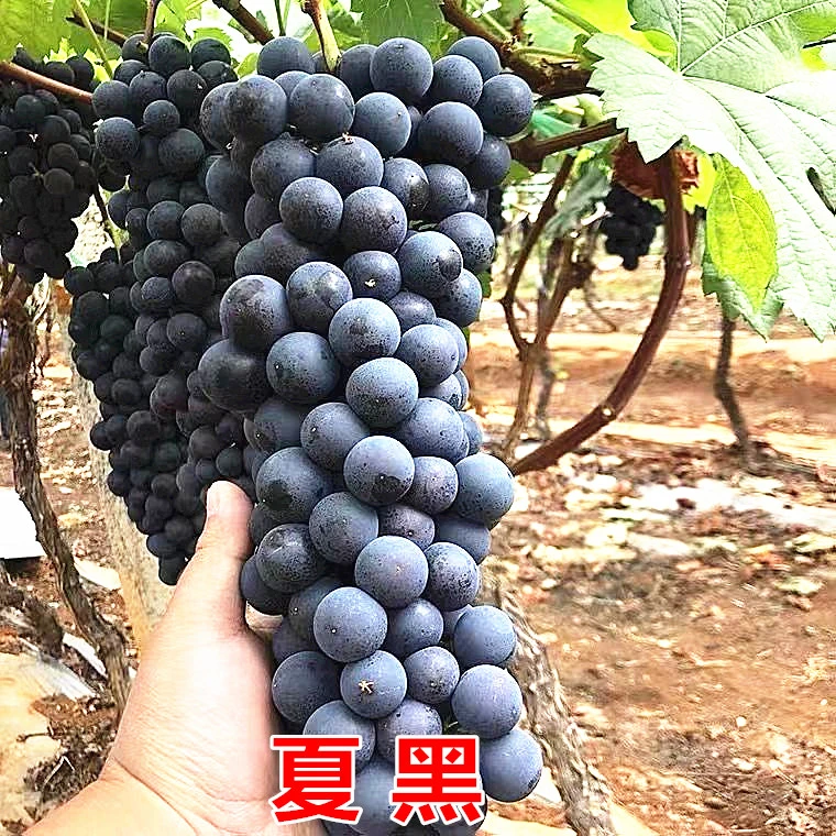 （带葐带吐盆景）大绿植庭院