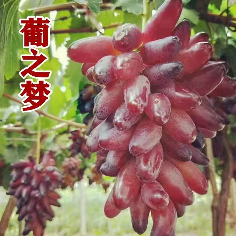 葡之梦 阳台盆栽地栽庭院植物