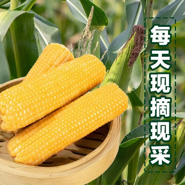 【俺是黄大胖】24年新鲜采摘粘苞米每根约为280克整整8大根够吃管饱