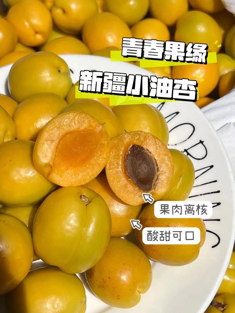 新疆吊杆杏  净果2斤