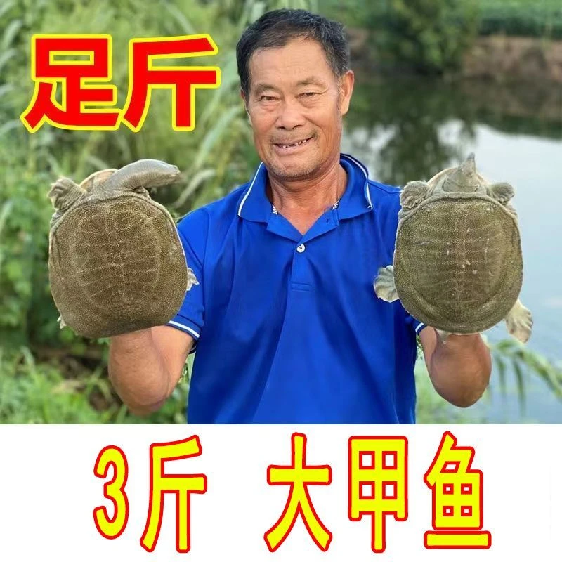 【鲜活甲鱼 包活送达】公甲鱼王八海鲜中华老鳖乌龟水产鱼