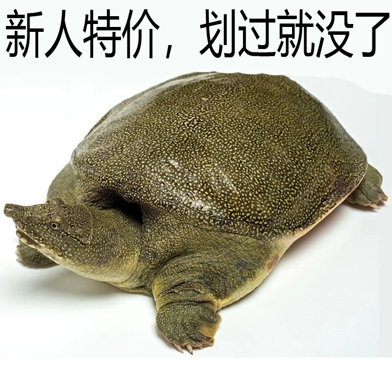 甲鱼包邮生态中华老鳖水鱼王八鲜活团鱼水产公甲鱼称重生鲜新鲜