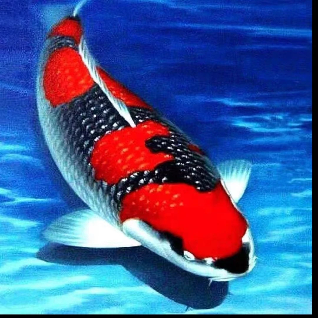 不包邮包活到家各种锦鲤 观赏鱼