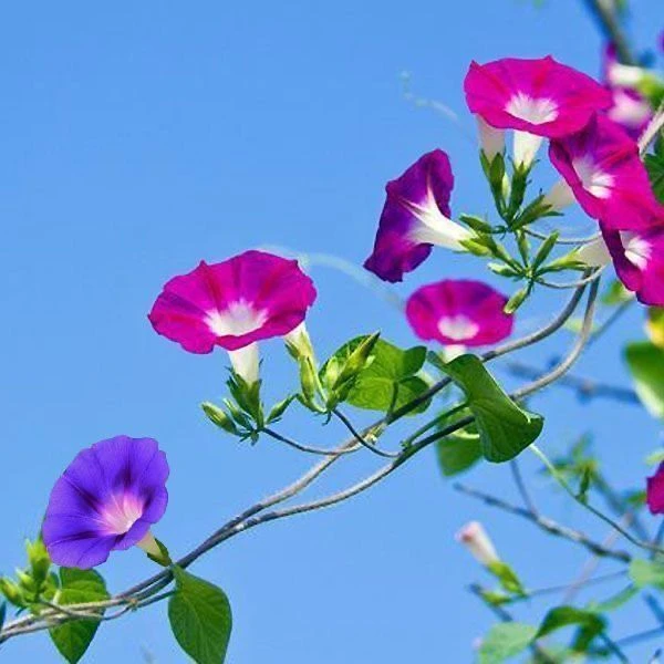 爬藤七色喇叭花【牵牛花种子】四季室内阳台庭院垂吊盆栽多年生籽