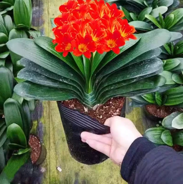 大红君子兰盆栽开花室内阳台植物好养客厅观赏花卉1