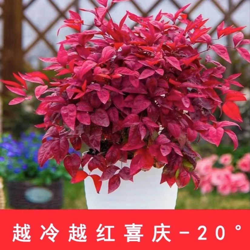 红红火火 火焰南天竹盆栽耐寒耐热植物阳台庭院盆栽