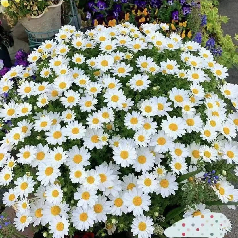 白金菊盆栽室内阳台庭院好养开花植物小雏菊