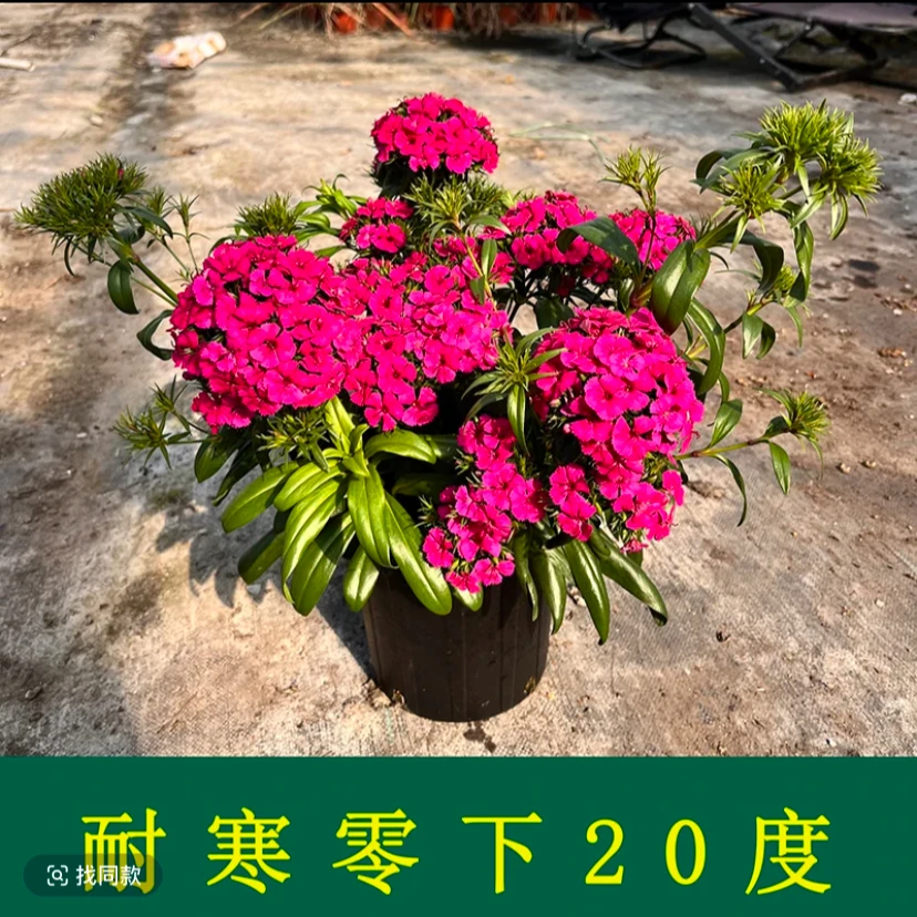 【带香味】玫瑰石竹盆栽花卉霹雳石竹庭院阳台绣球石竹四季开花