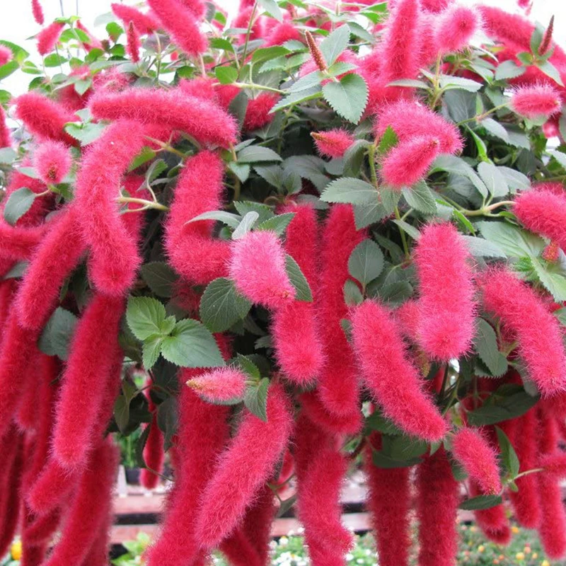 岁岁花盆栽红缨吊兰带花发货四季开花