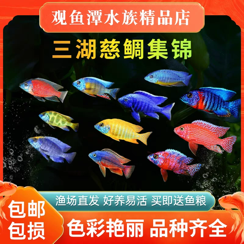 三湖慈鲷热带观赏鱼活体中小型耐养易活淡水好养