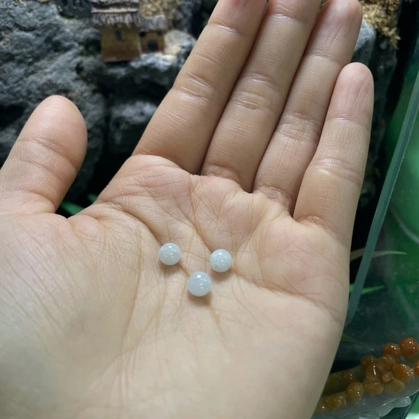 怪斋文化天然翡翠可定制翡翠翡翠直播间