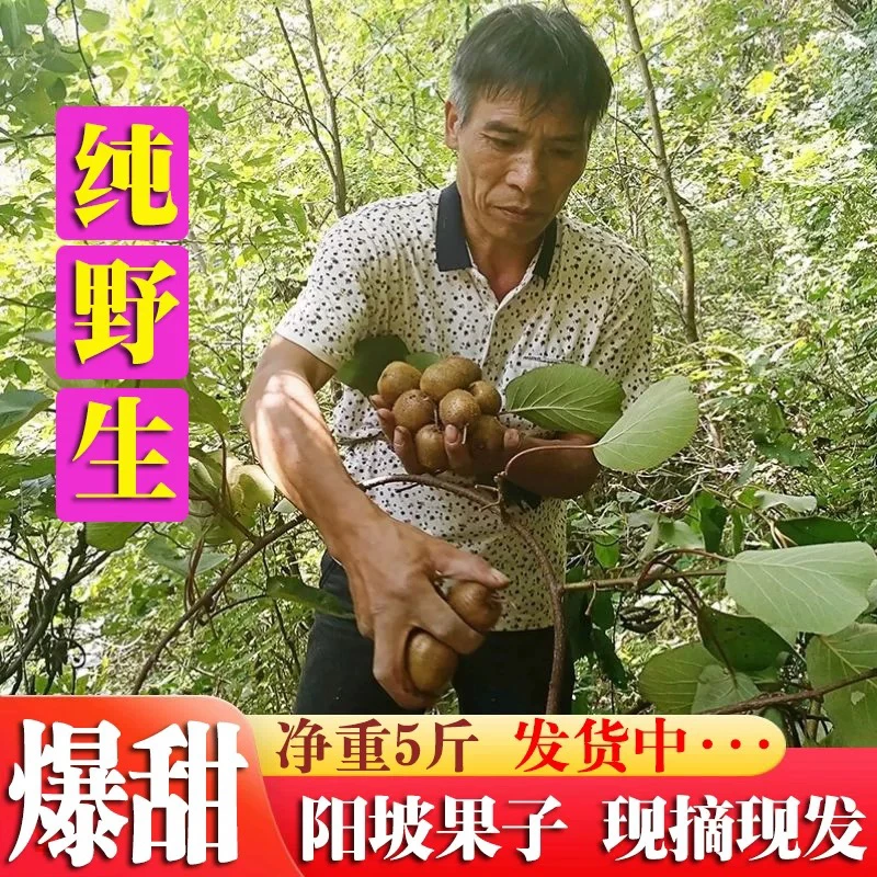 陕西现摘秦岭高山野生猕猴桃奇异果当季新鲜水果净重5斤 坏果包赔