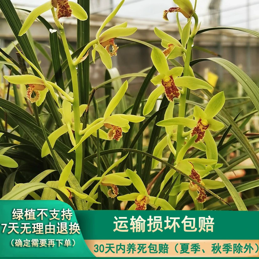 春蕙样品园兰花一物一拍