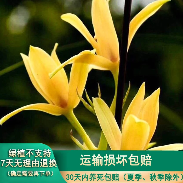 春蕙样品园直播间蕙兰 春兰（一物一拍）