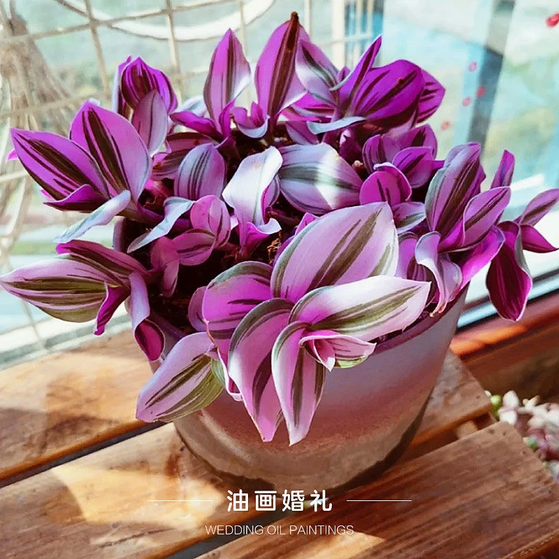 油画婚礼吊兰盆栽带盆室内植物办公室桌面防辐射盆栽吸甲醛绿植