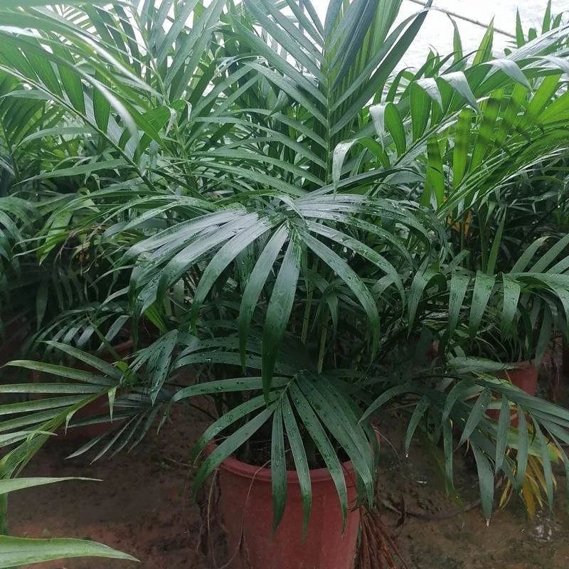 富贵椰子大盆栽观叶绿植客厅办公室桌面小盆栽吸甲醛净化空气