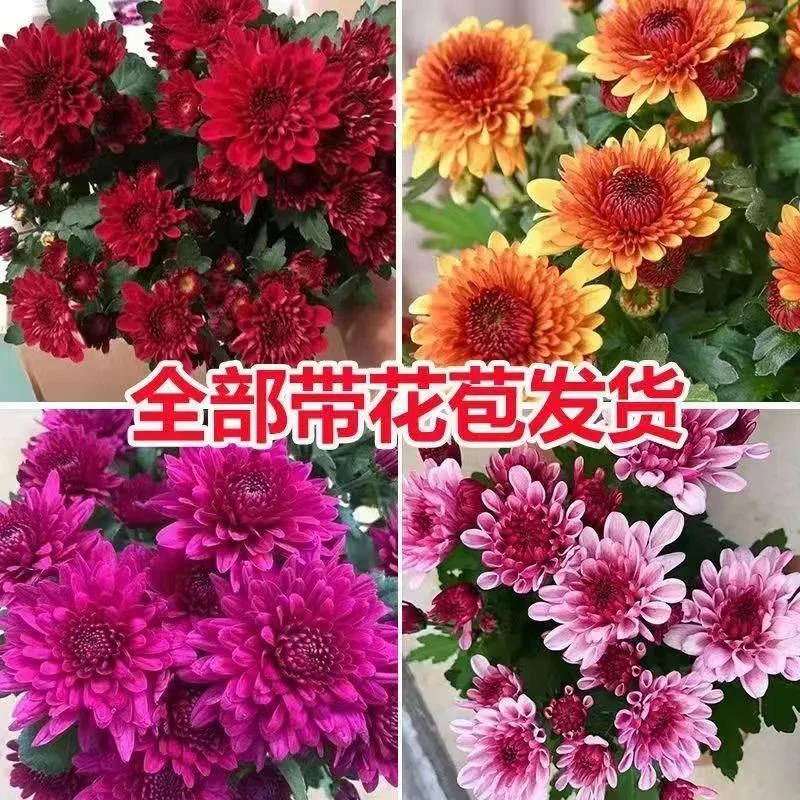 千头菊花苗盆栽带花苞重瓣荷兰菊阳台室内四季开花耐寒耐热植物花