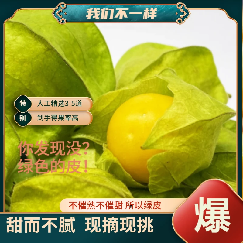 菇娘果【绿皮】顺丰黑龙江全熟灯笼果香甜新鲜坏了包赔东北夏季水果