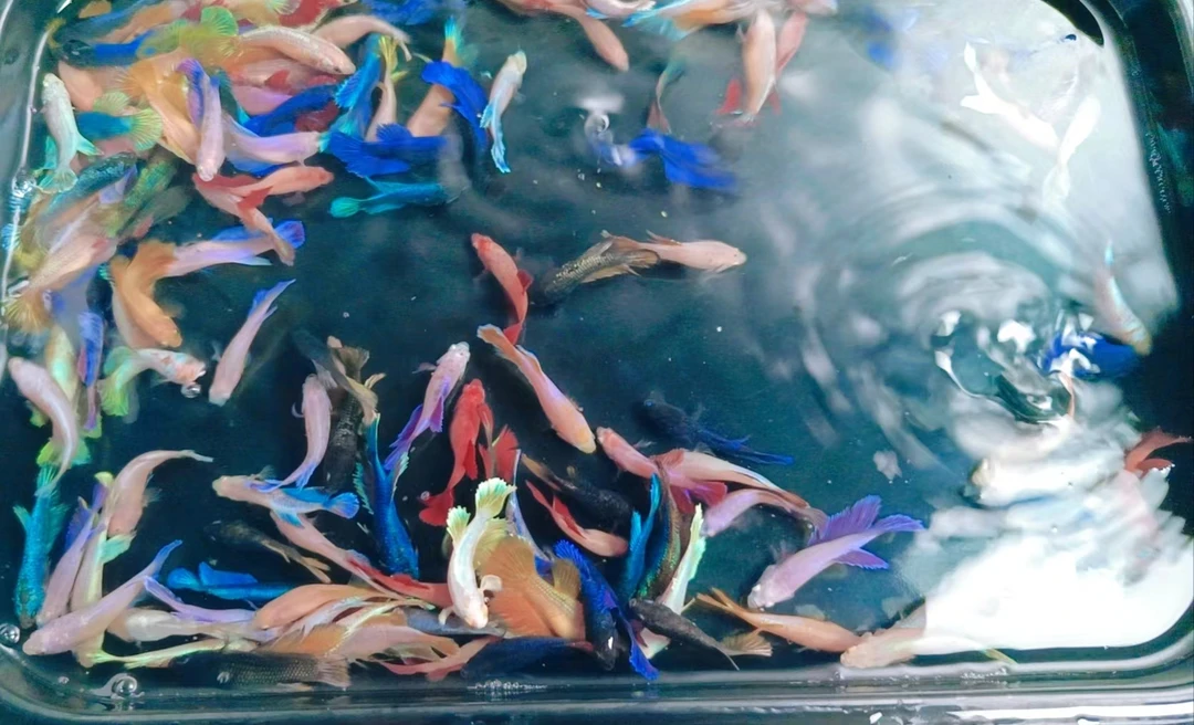 A01-100号泰国斗鱼半月狮王纯白双尾大耳将军婚纱小型观赏热带鱼