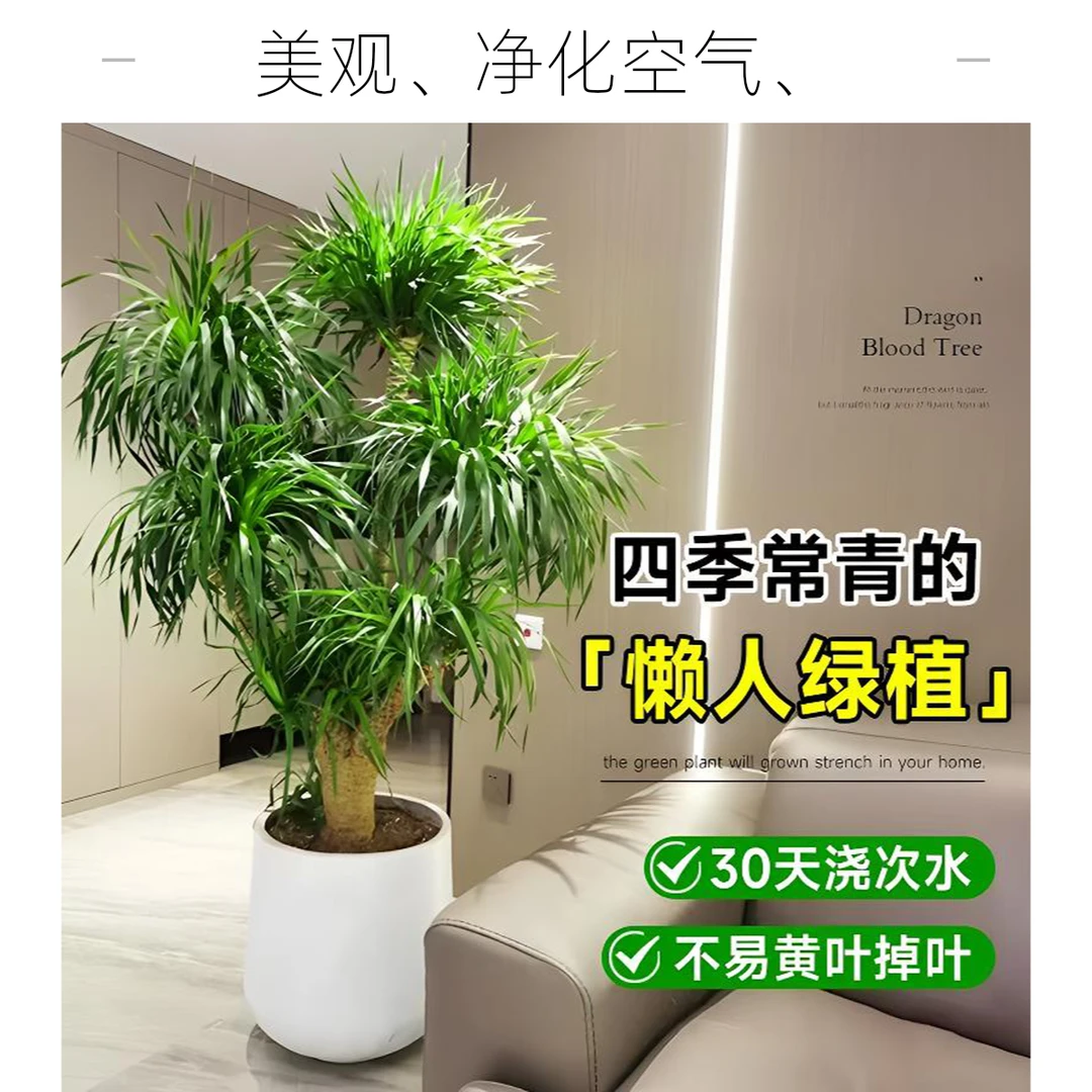 龙血树阳台家居绿植发货土壤观叶精选长寿北方季节美化现代遮阴