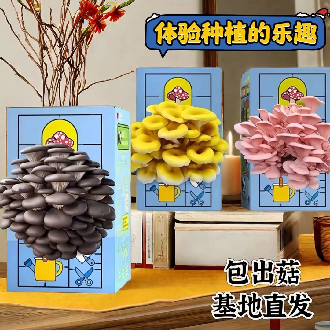 【买1发2】蘑菇种植盒diy儿童学生植物观察日记蘑菇菌包亲子小实验
