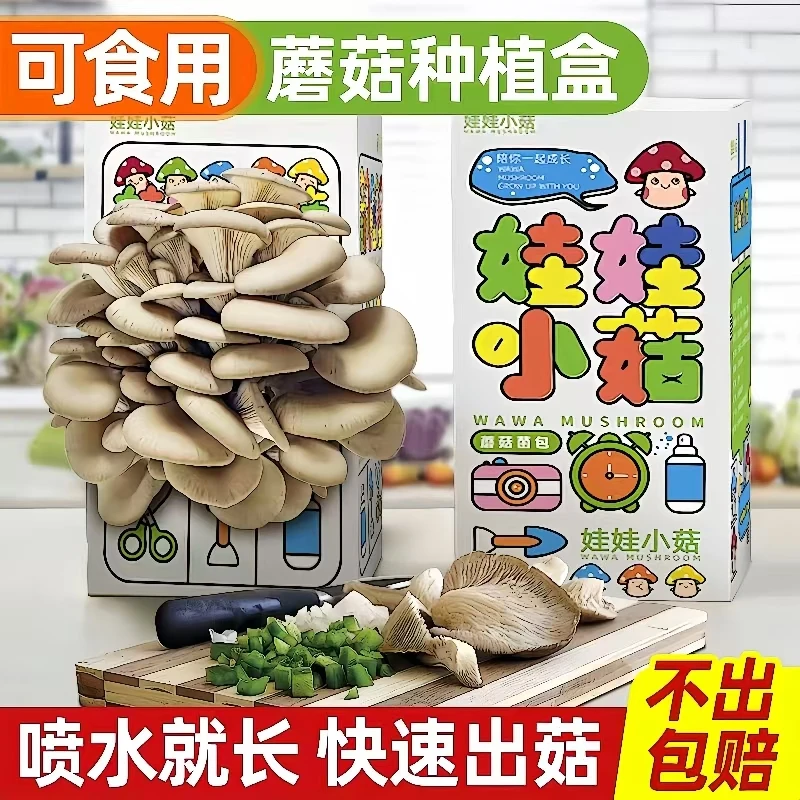 【包出菇】蘑菇种植菌包儿童益智玩具家庭种蘑菇平菇植物生长观察