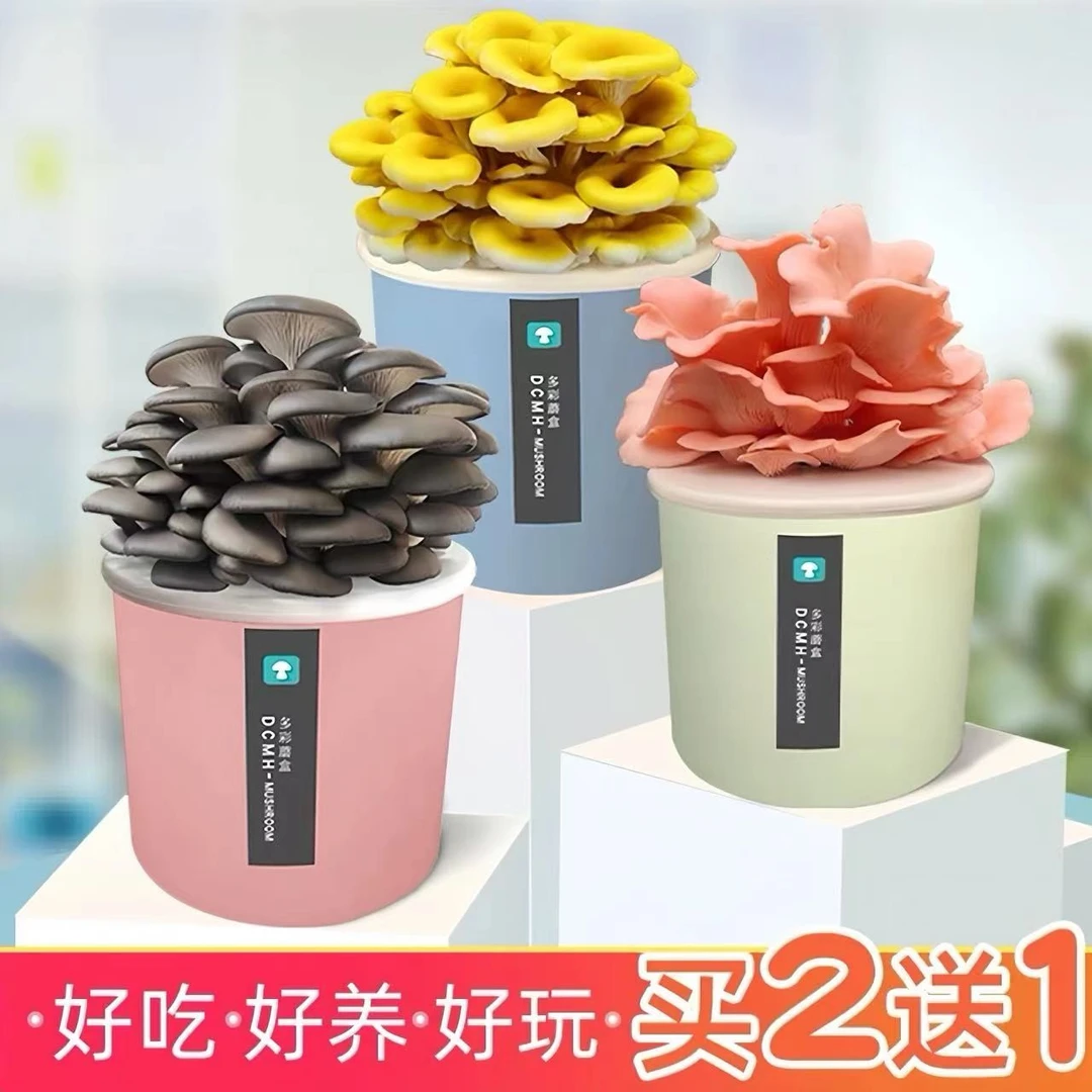 蘑菇种植盒儿童diy种植植物生长观察日记亲子小实验种植蘑菇菌包
