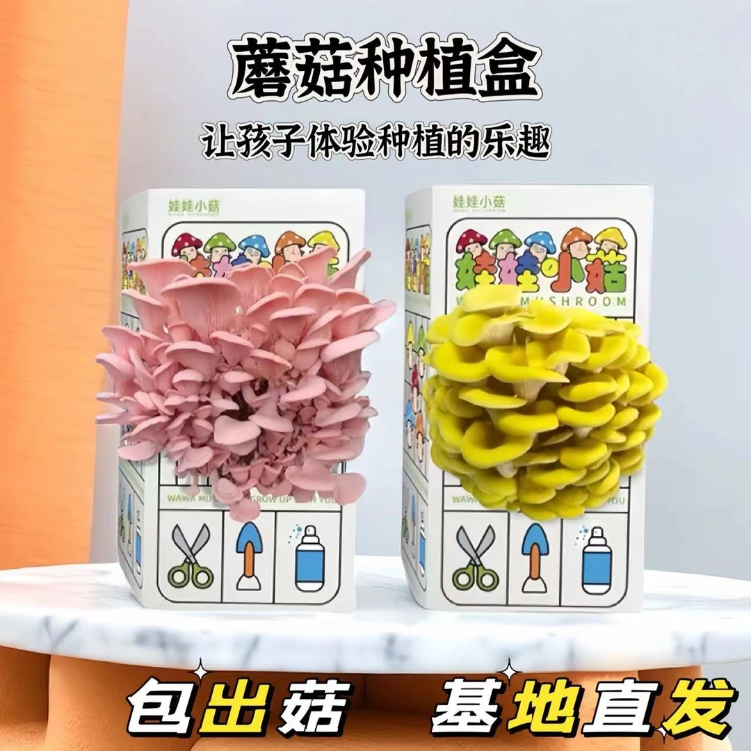 【买一送一】蘑菇种植盒幼儿园学生科学小实验化学菌包种植神奇玩具
